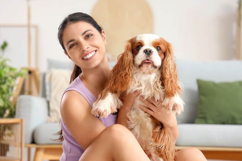 Cavalier King Charles Spaniel