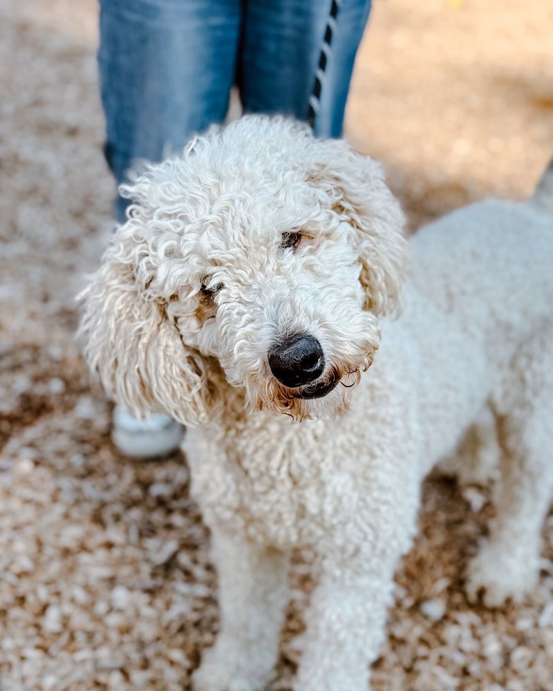 Poodle