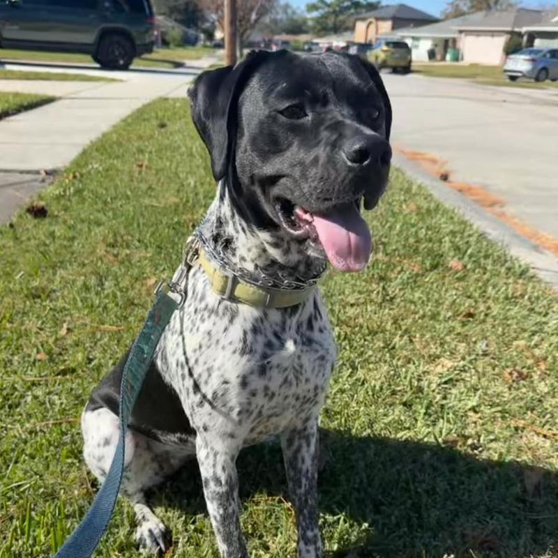 German Shorthaired Pointer