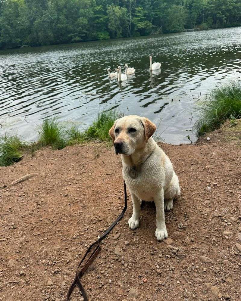 Labrador Retriever
