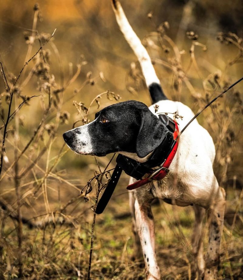 Pointer