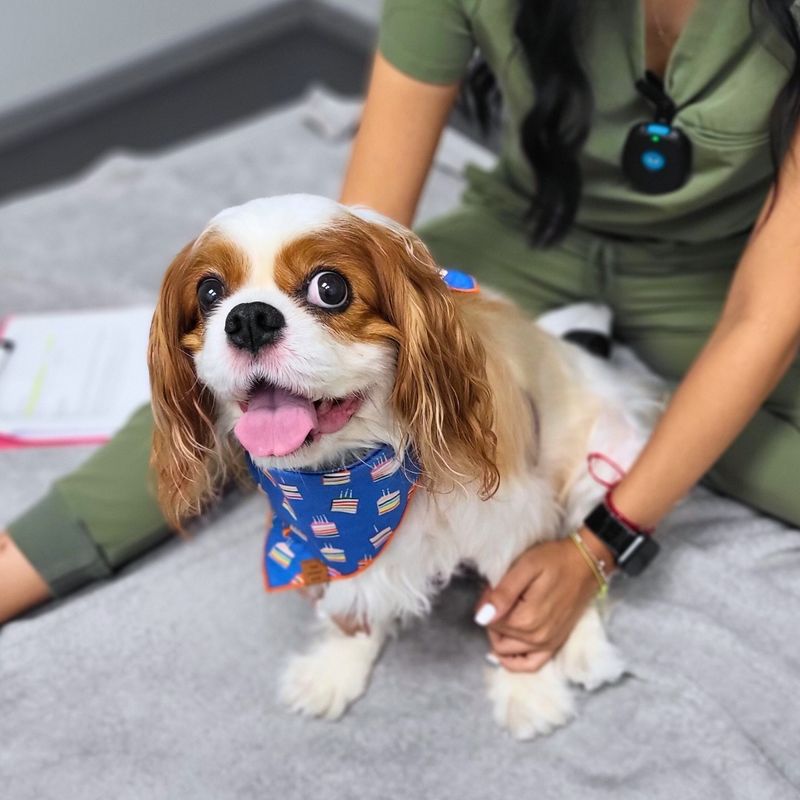 Cavalier King Charles Spaniel