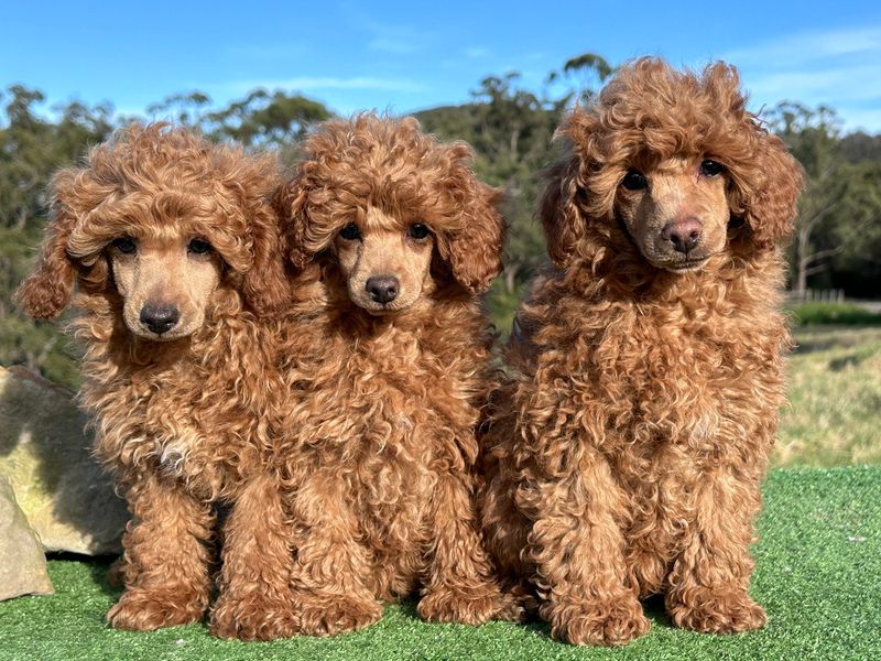 Poodle