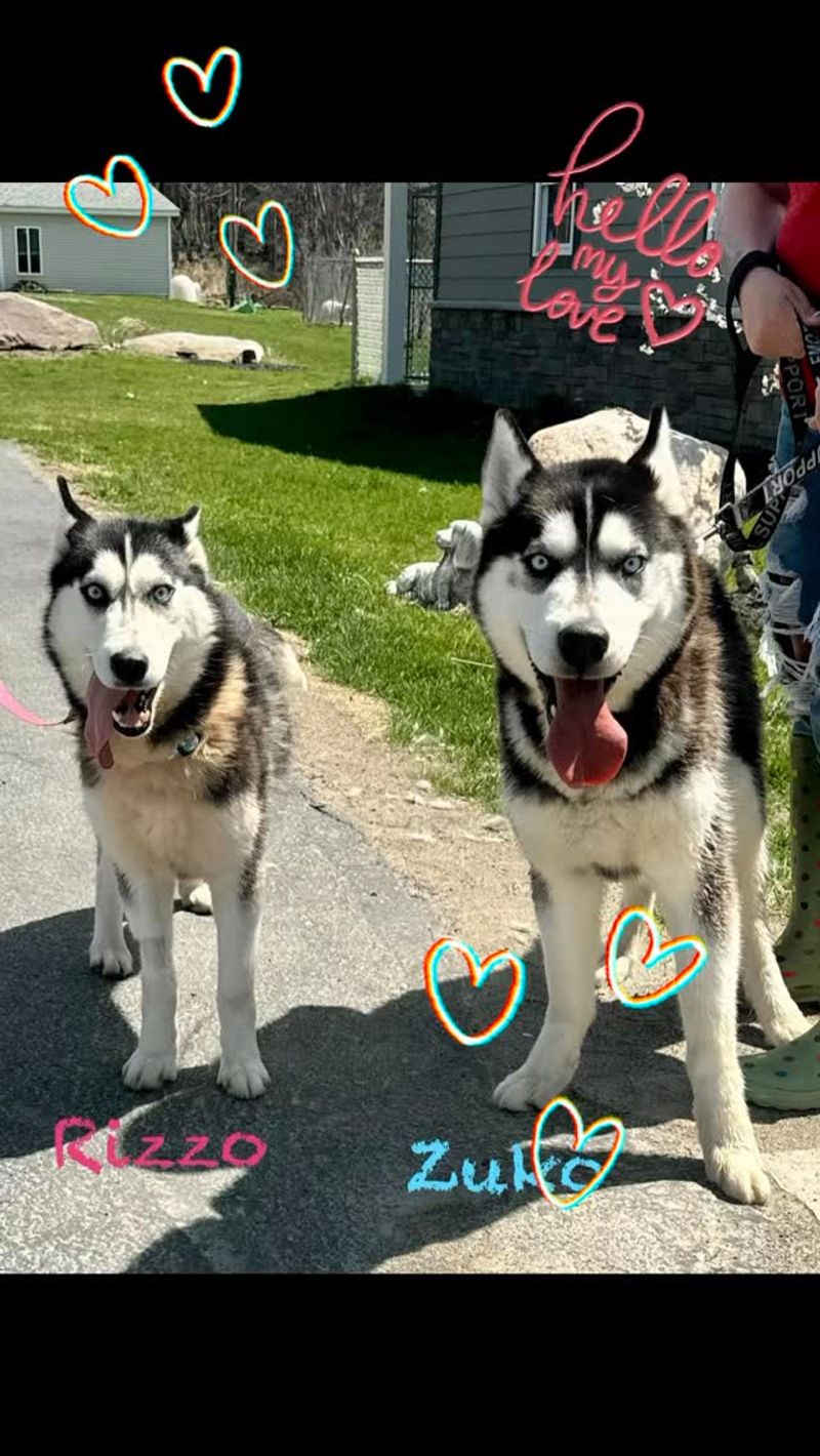 Siberian Husky