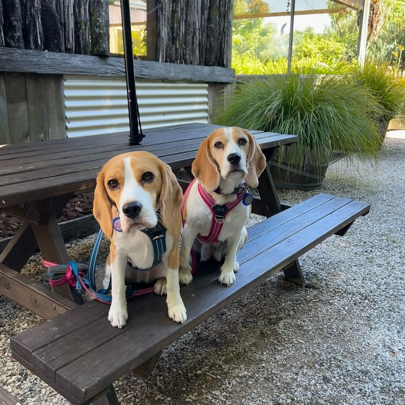 Beagle
