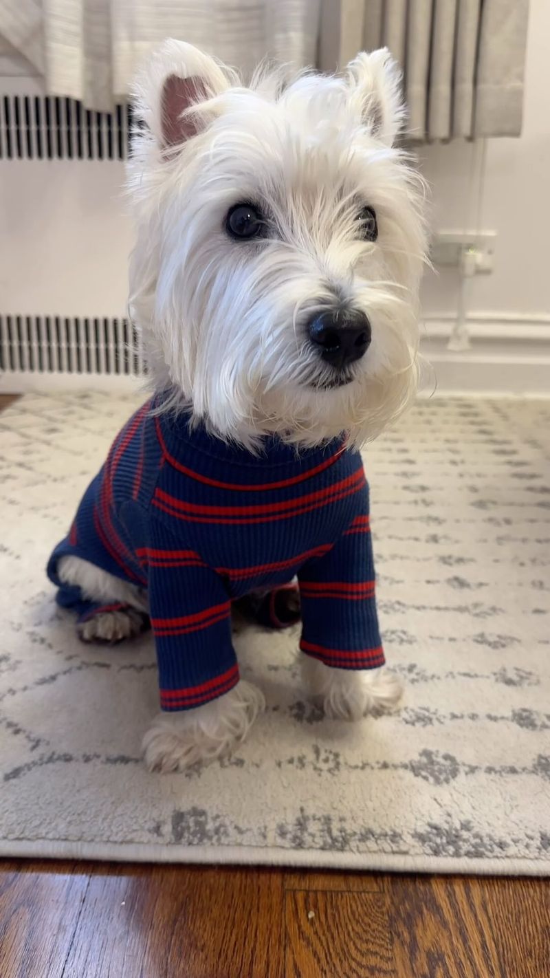 West Highland White Terrier