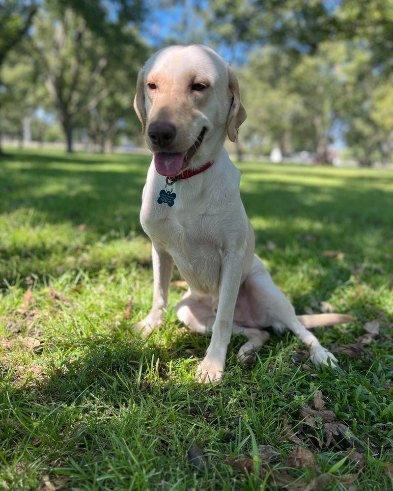 Labrador Retriever