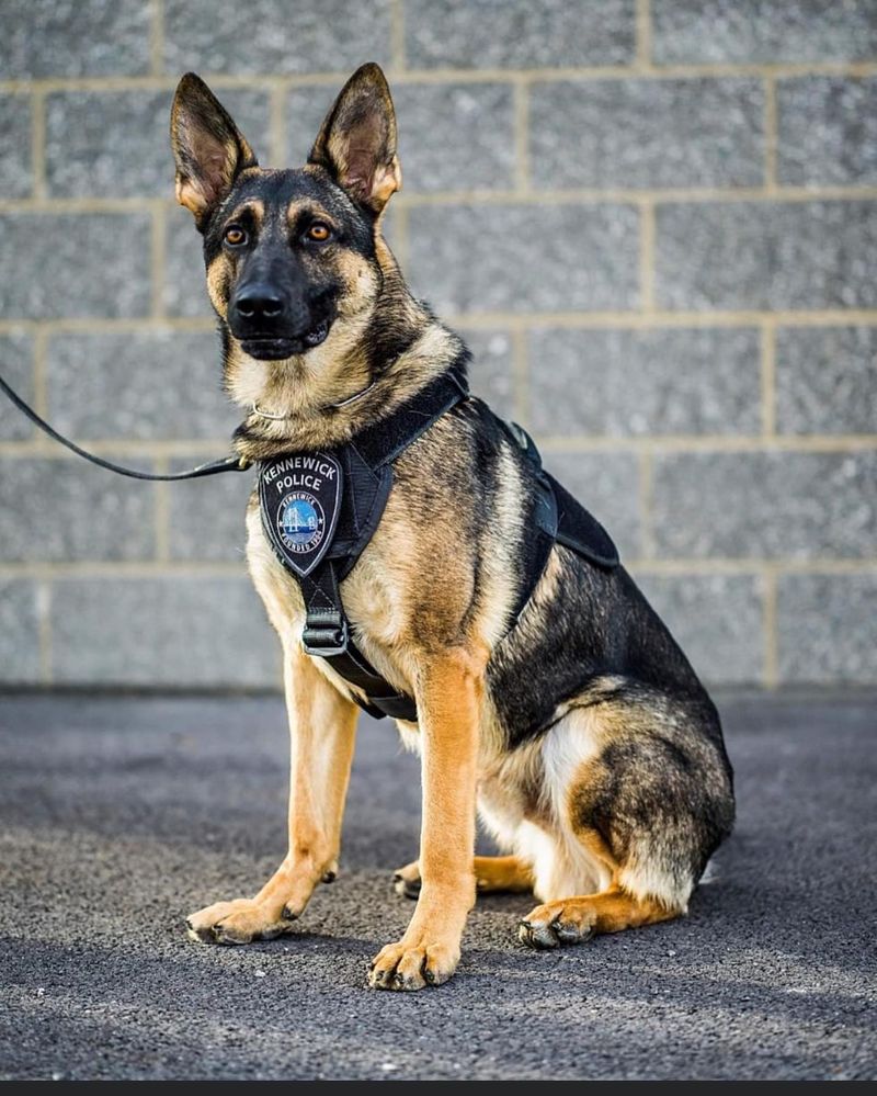 German Shepherd