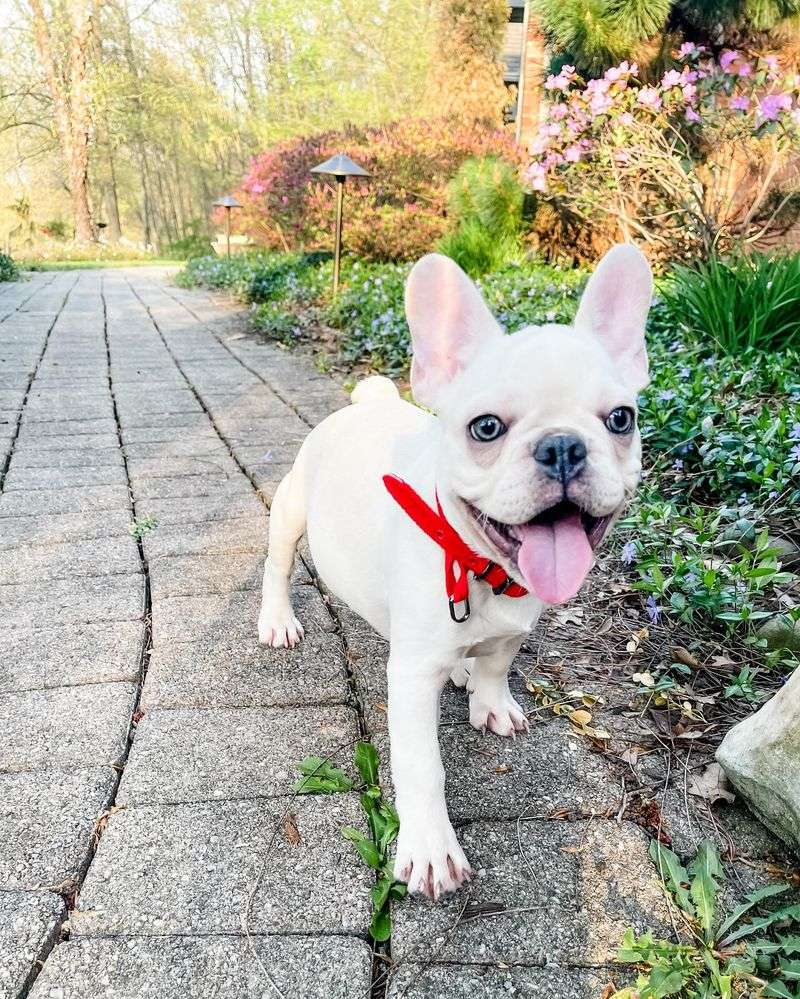 French Bulldog