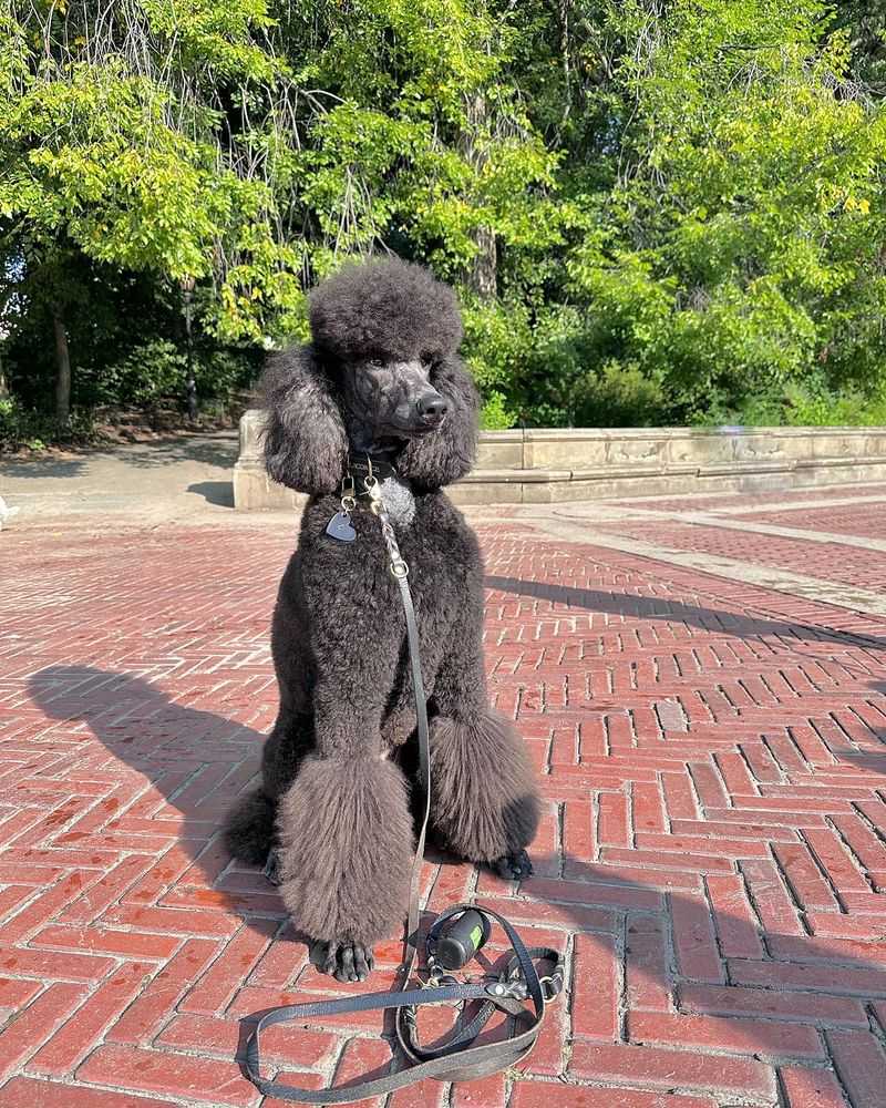 Poodle