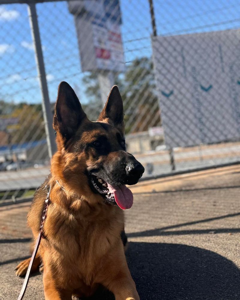 German Shepherd