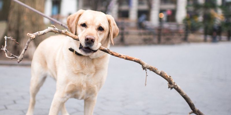 Labrador Retriever