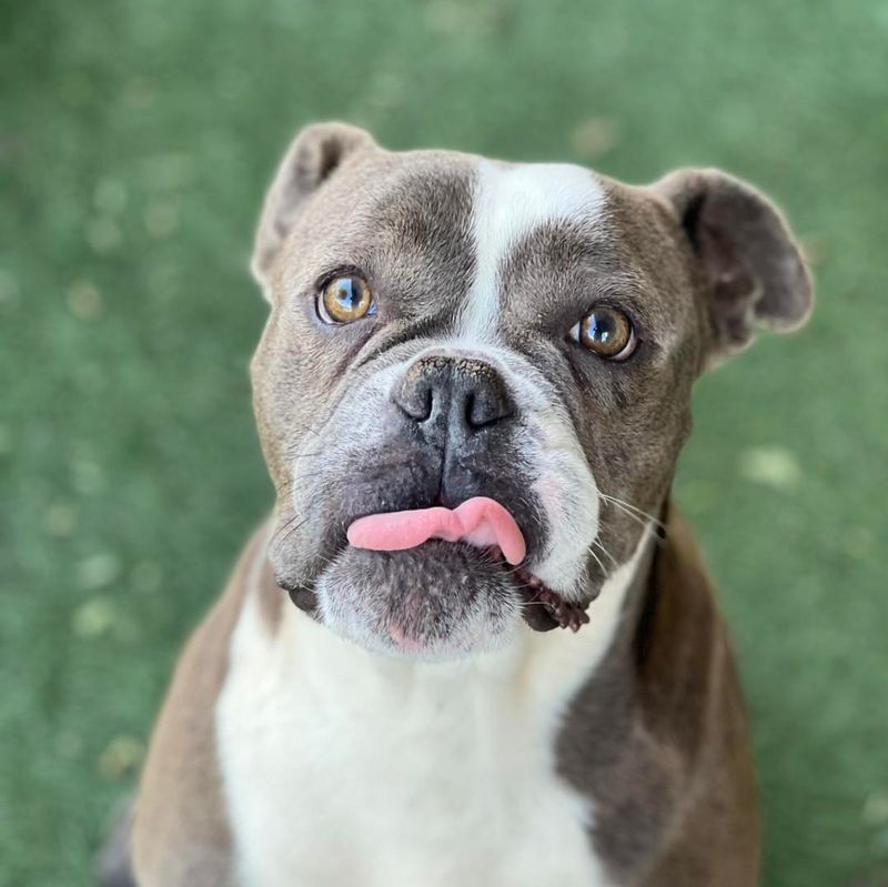 Bulldog
