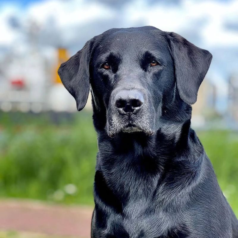 Labrador Retriever