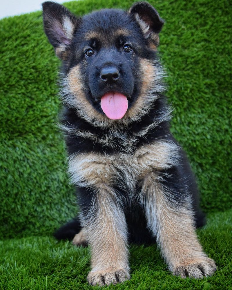 German Shepherd