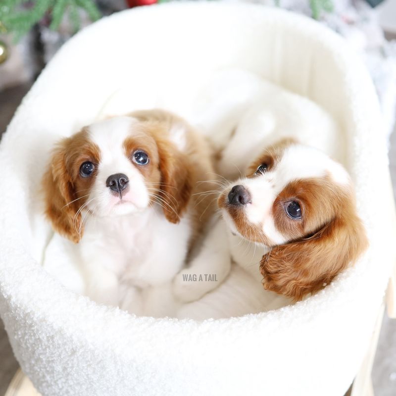 Cavalier King Charles Spaniel