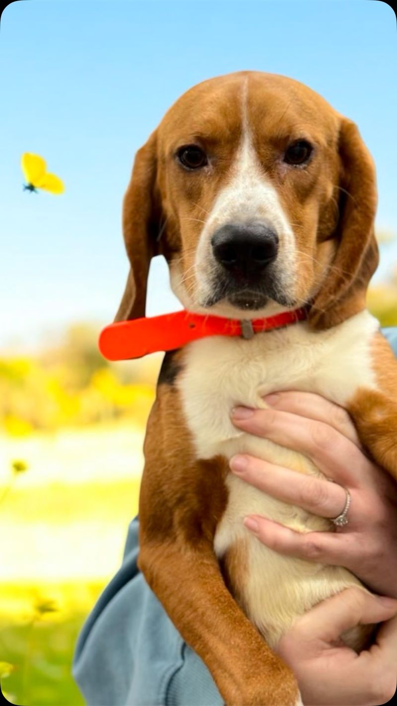 Beagle