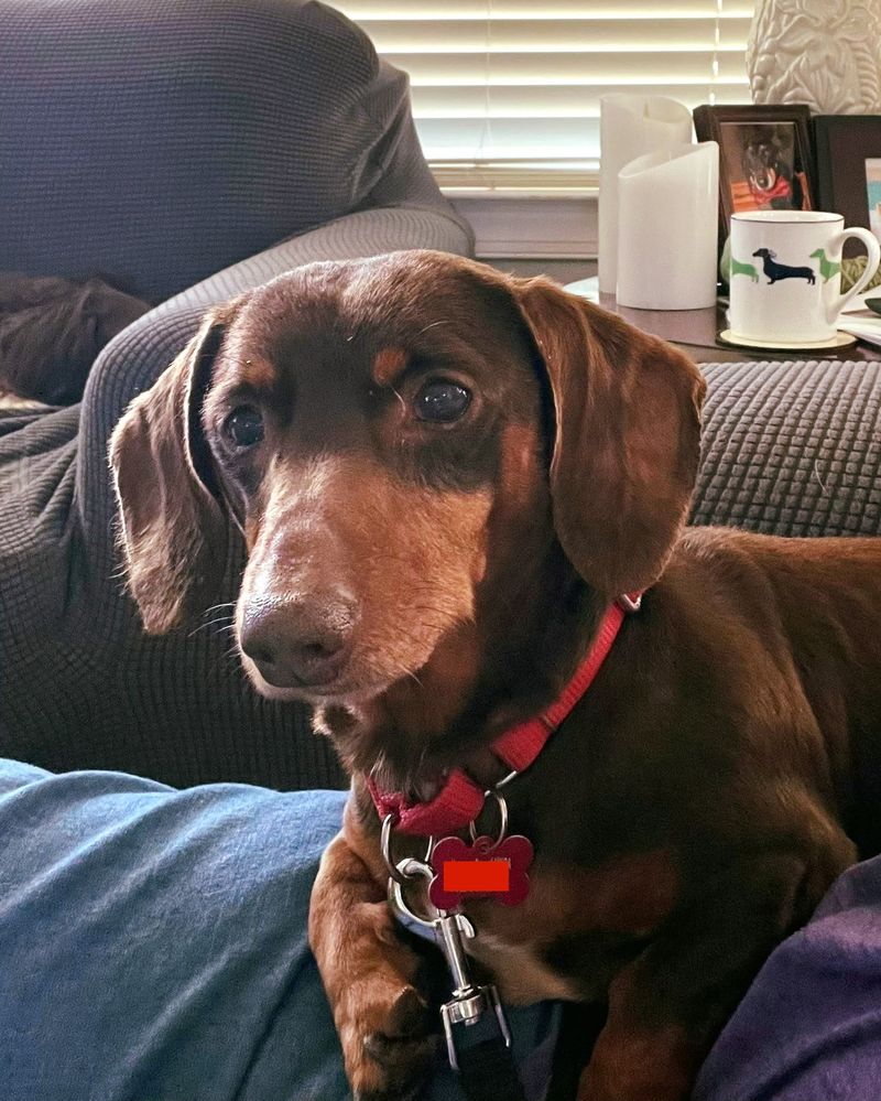 Dachshund