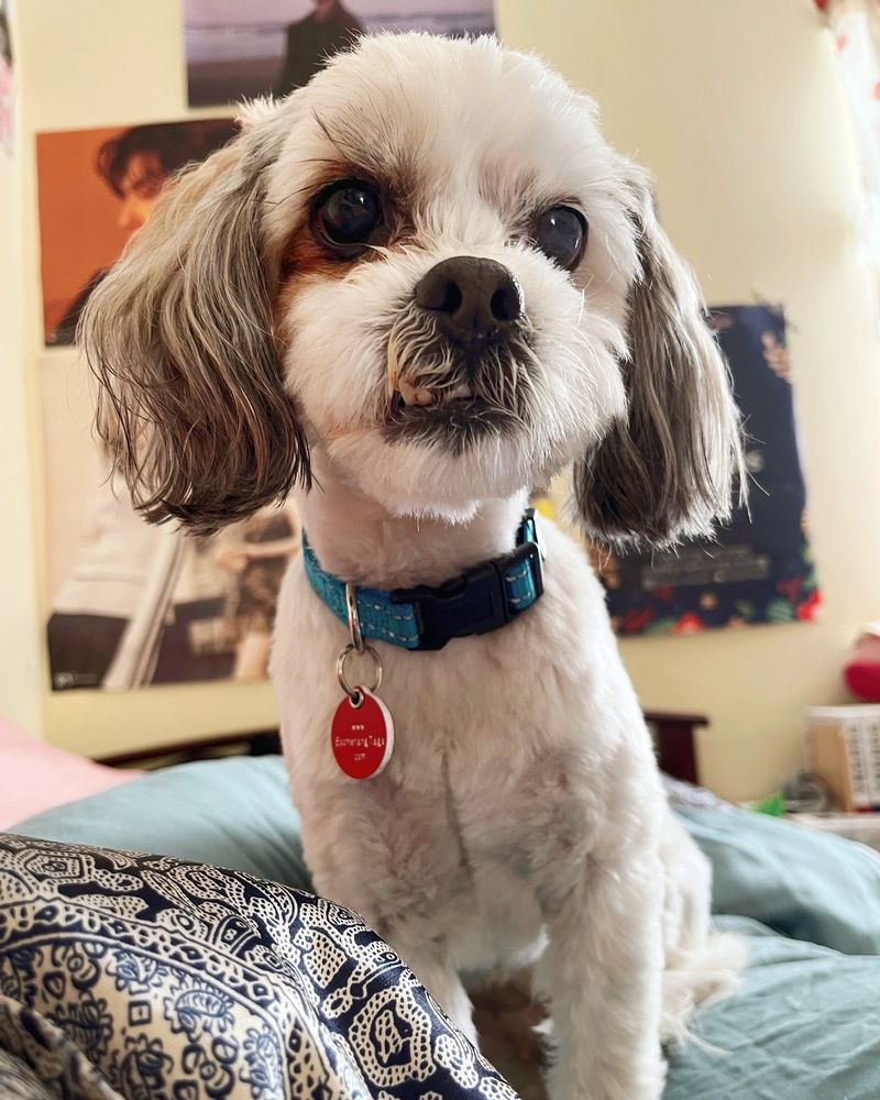 Shih Tzu