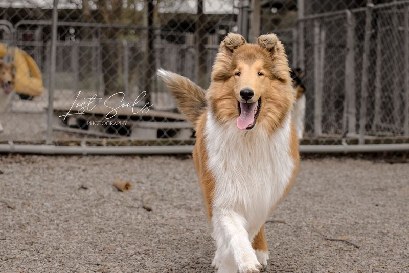 Collie