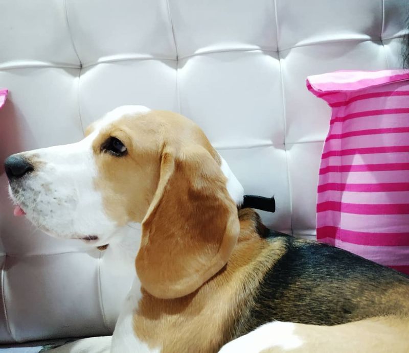 Beagle - Overrated