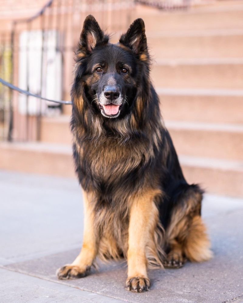 German Shepherd
