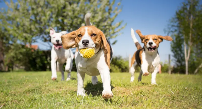 Beagles: The Sociable Pack Animals