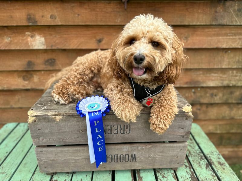 Cockapoo