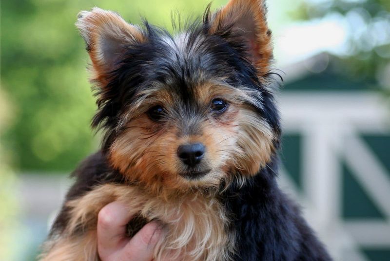 Chorkie