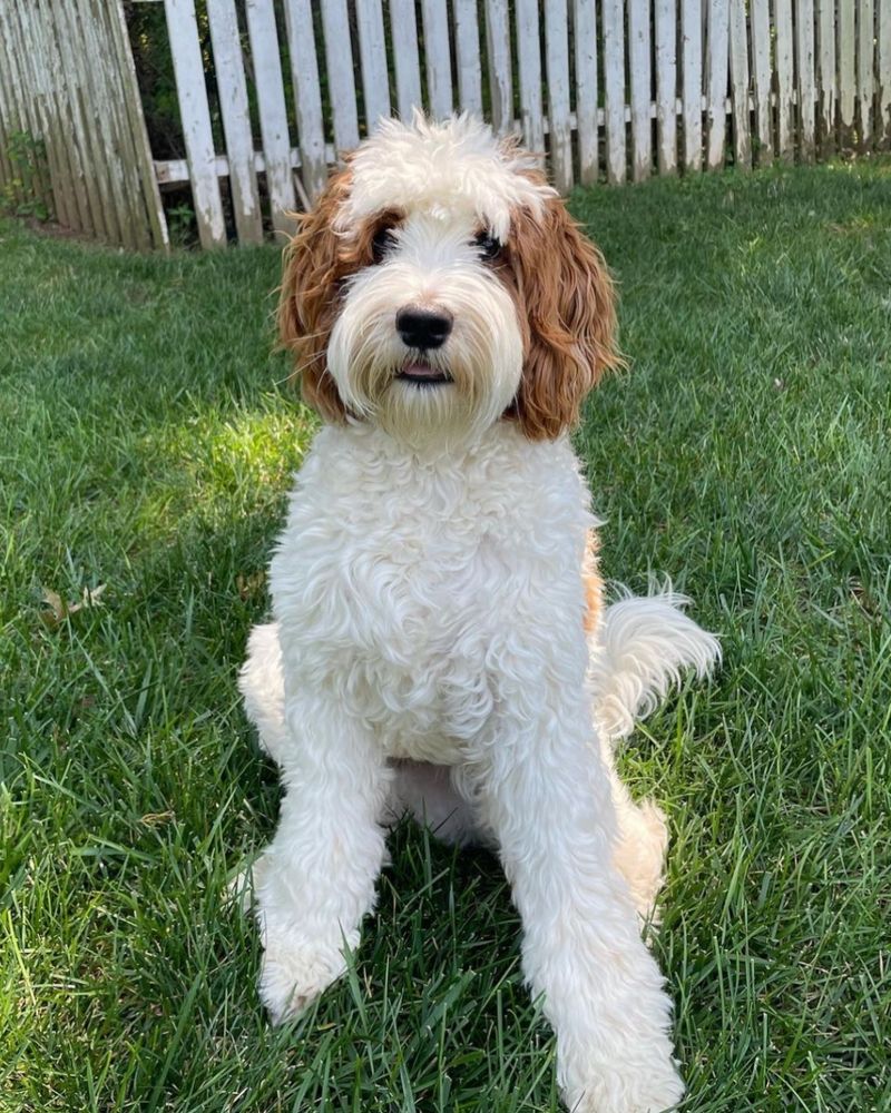 Labradoodle