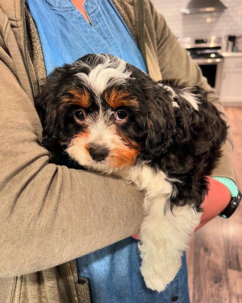 Cavapoo