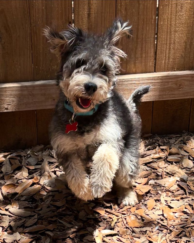Schnoodle