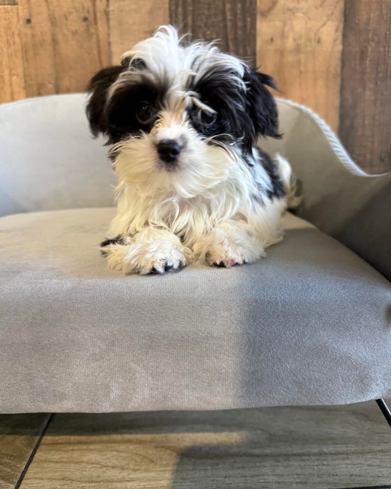 Morkie