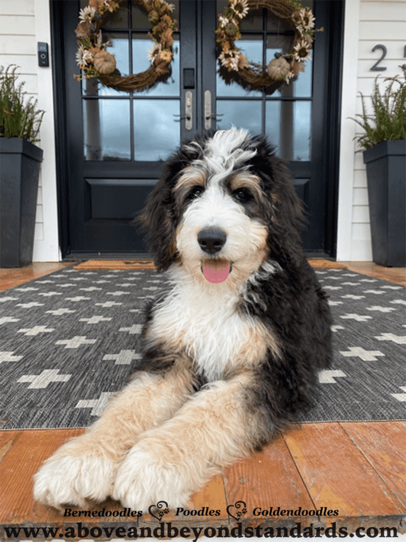 Bernedoodle