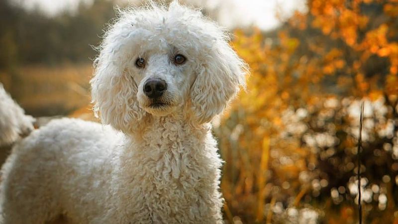 Poodle