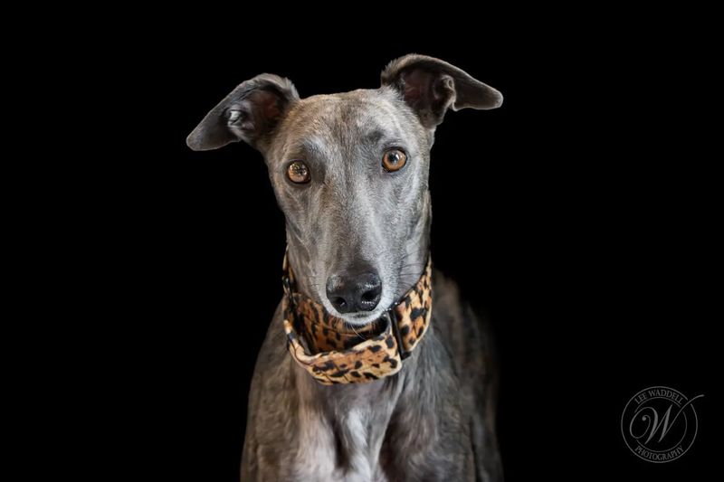 Greyhound