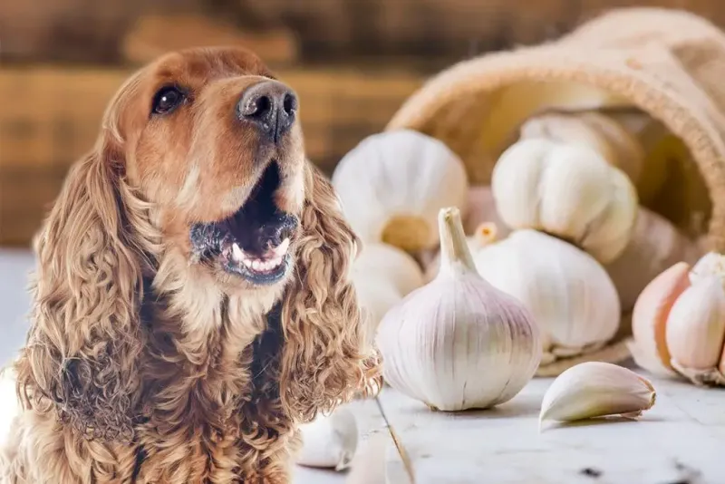 Onions and Garlic