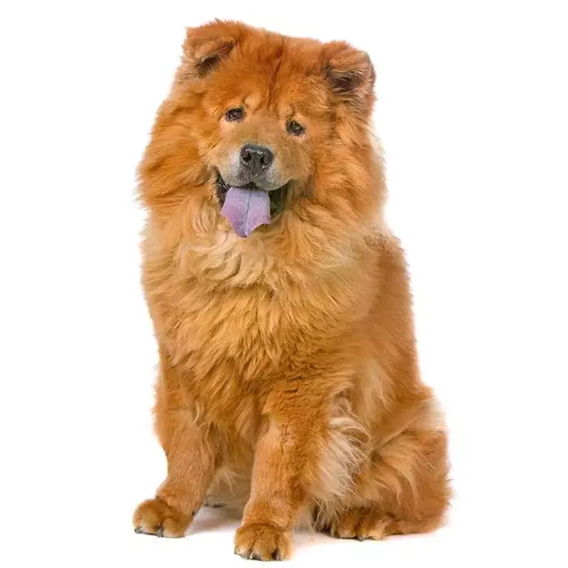 Chow Chow