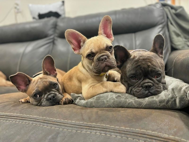 French Bulldog