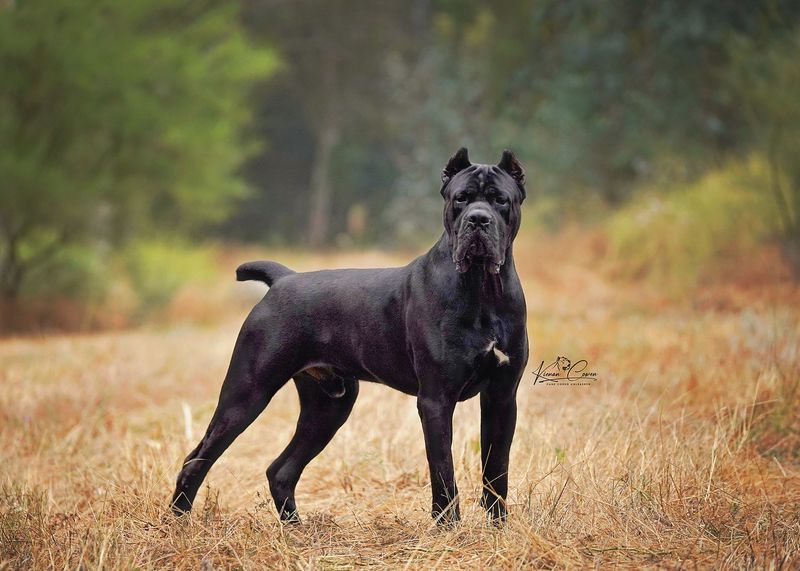 Cane Corso