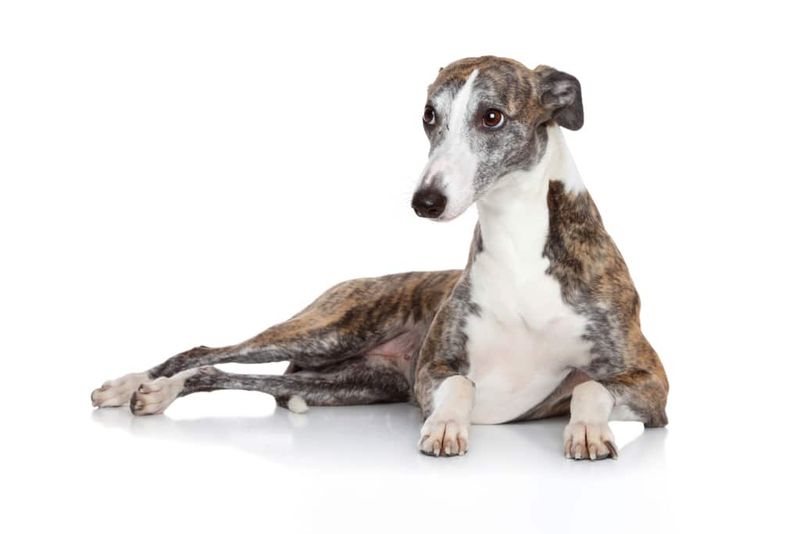 Whippet