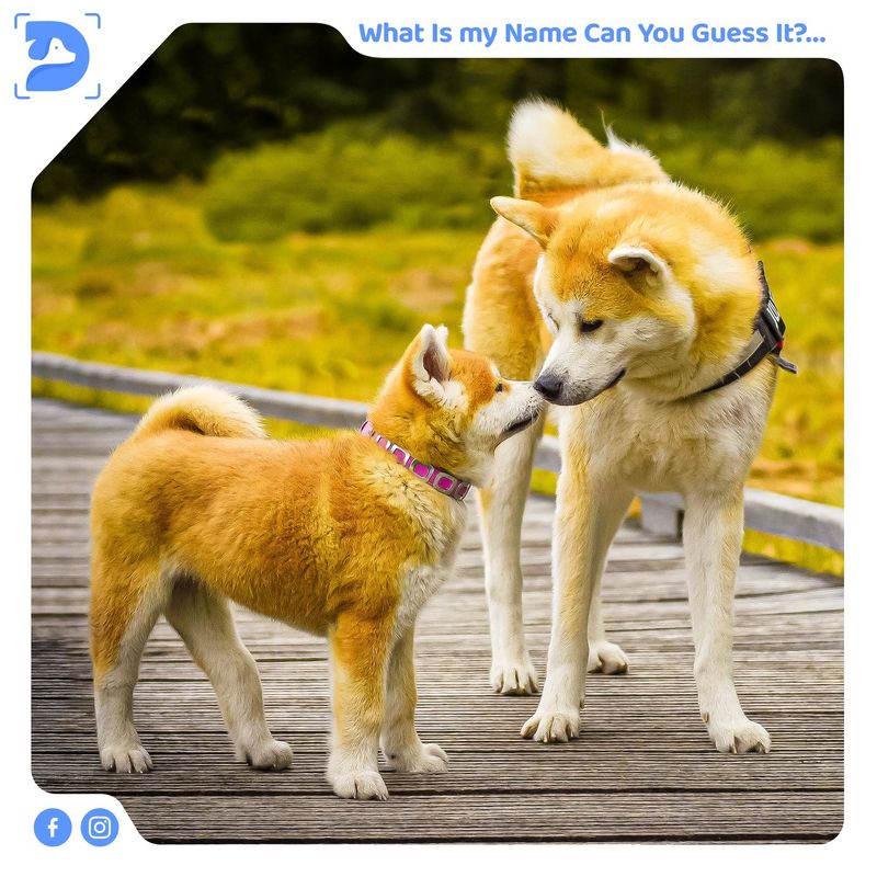 Akita