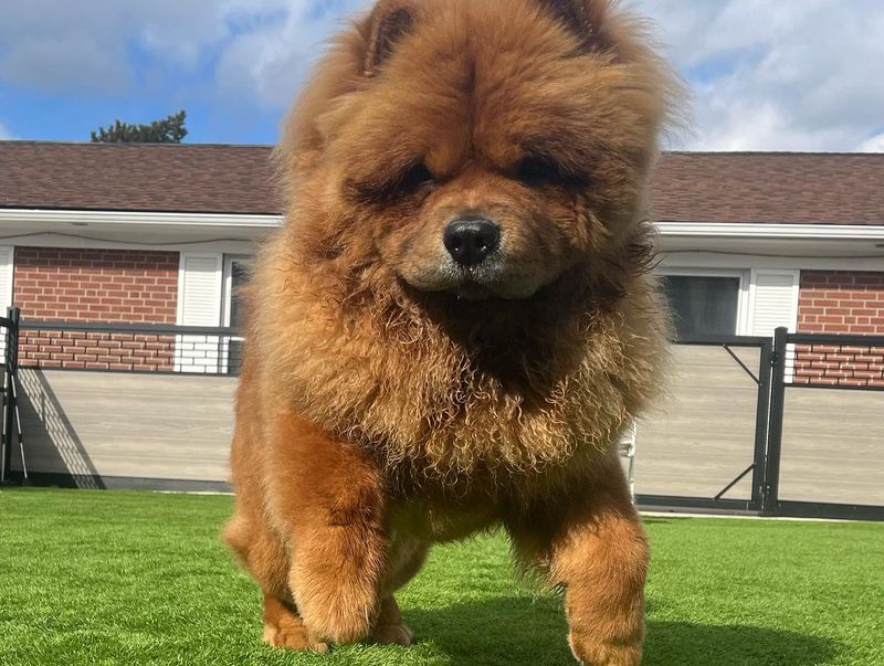 Chow Chow