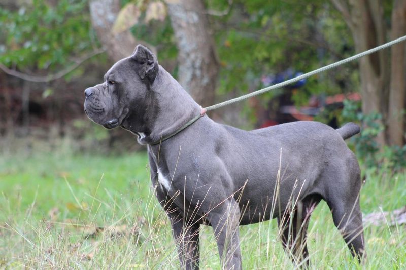 Cane Corso