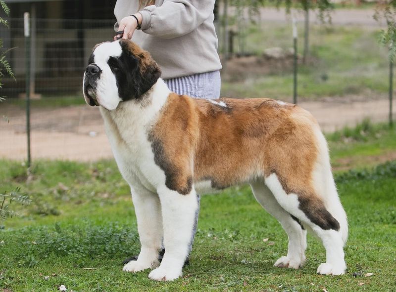 Saint Bernard
