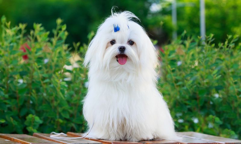Maltese