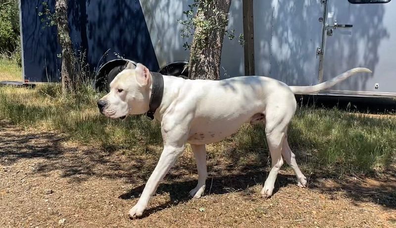 Dogo Argentino