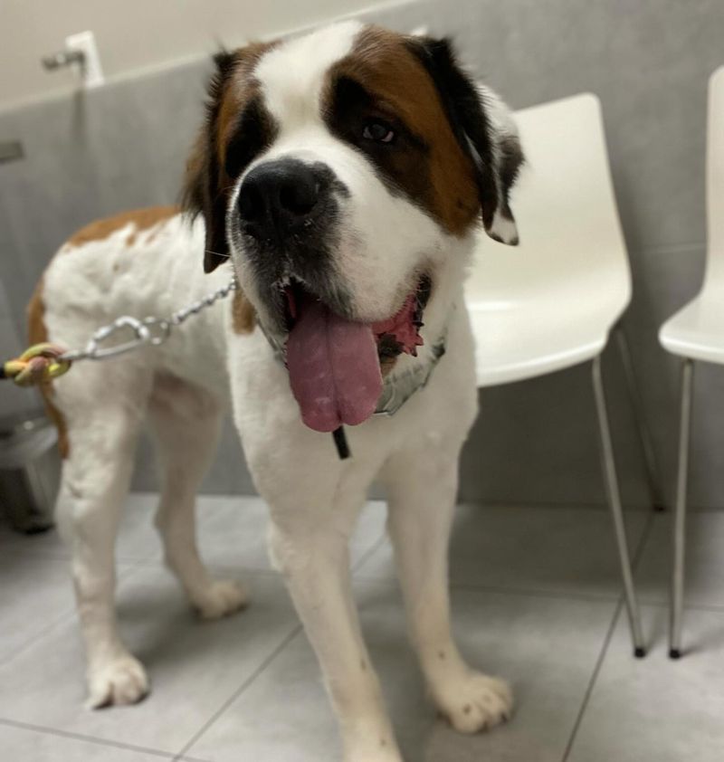 Saint Bernard