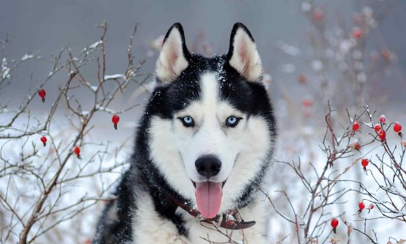 Siberian Husky