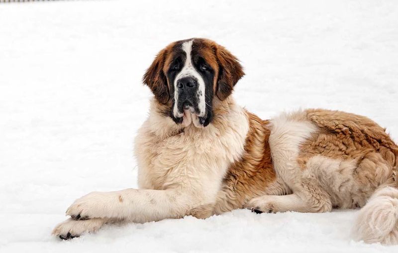 Saint Bernard